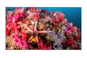  Фото видеостена 4x3 eliteboard 55" bb557ffbed - фото 3